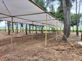 sombras de madera (6)