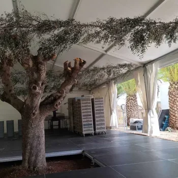 Un árbol grande se encuentra dentro de una tienda, con un amplio dosel que proporciona sombra y refugio.